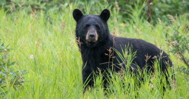 White Mountain National Forest Advises Hikers to Be Aware of Recent Bear Activity